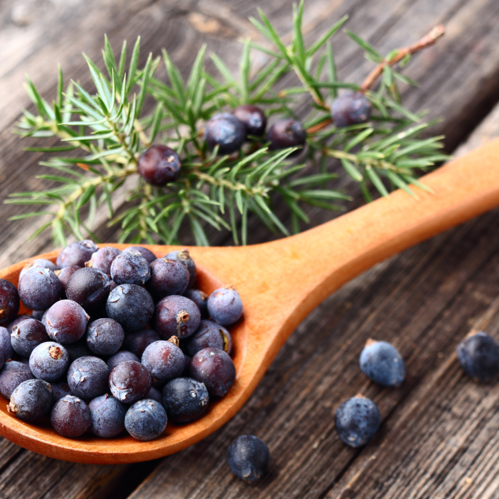 juniper berries